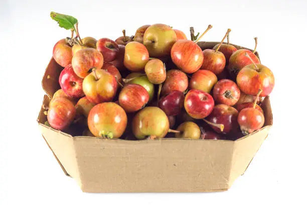 Apple Red