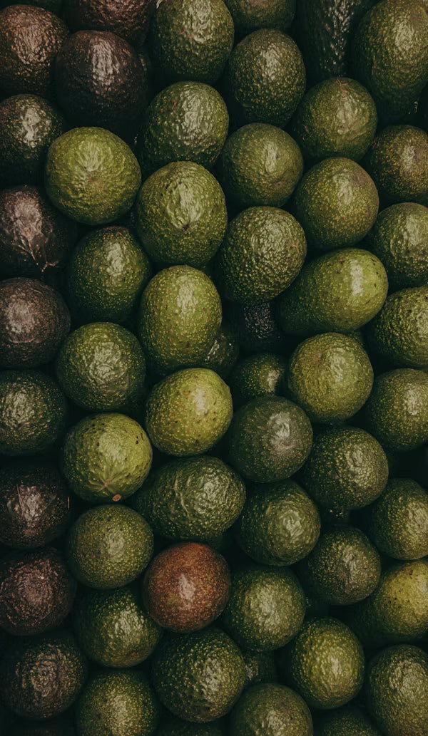 Avocado