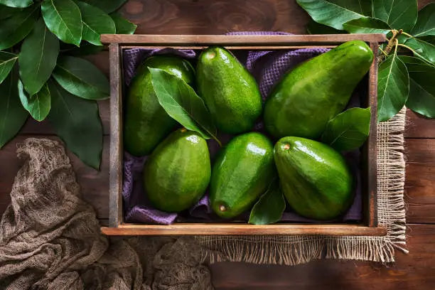 Avocado