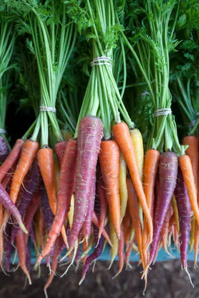 Baby Rainbow Carrots