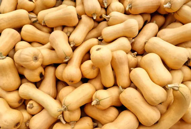 Butternut