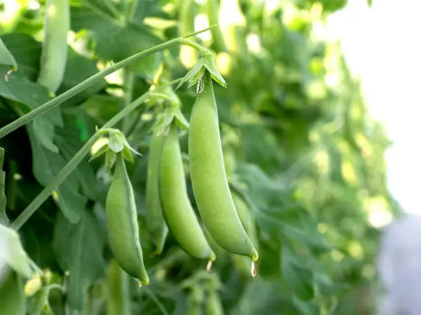 Sugar Snap Peas Pkt