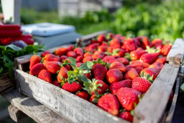 Strawberry