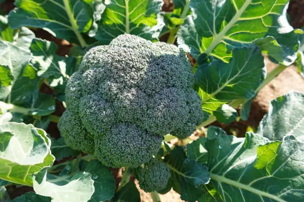 Broccoli Florettes