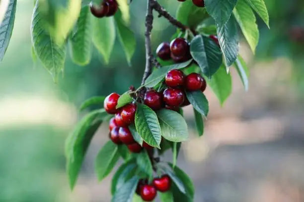 Cherries