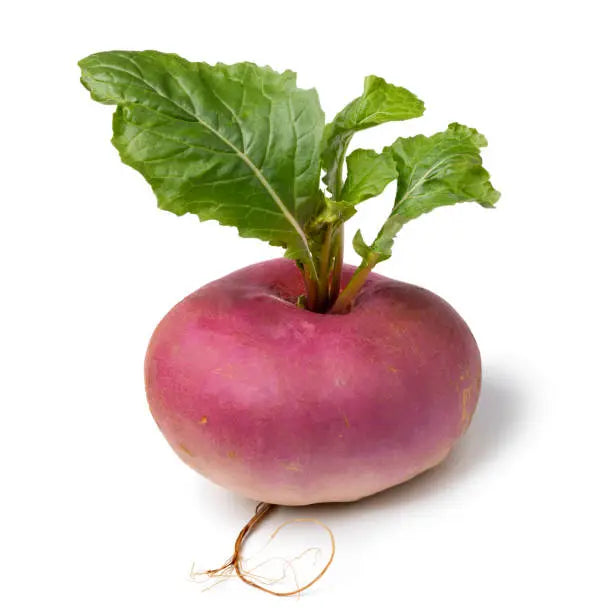 Turnip