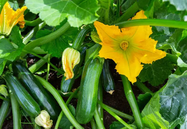 Baby Marrow 300G Pkt
