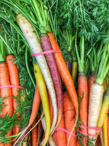 Baby Rainbow Carrots Pkt