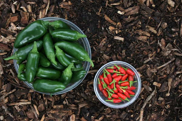 Chillies Jalapeno