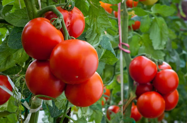 Tomato